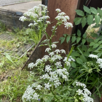Wilde Möhre wächst auf der Werft Allermöhe