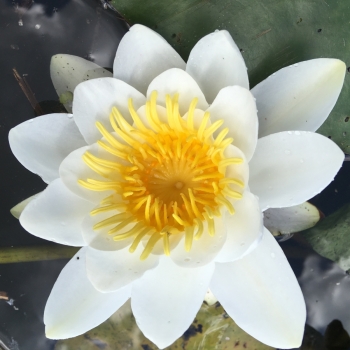 Seerose im Hafenbecken der Werft Allermöhe