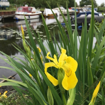 Schwertlilie am Ufer des Hafenbeckens der Werft Allermöhe